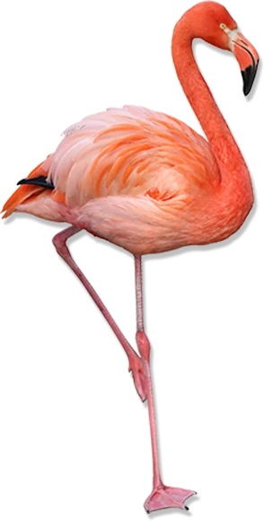 flamingo
